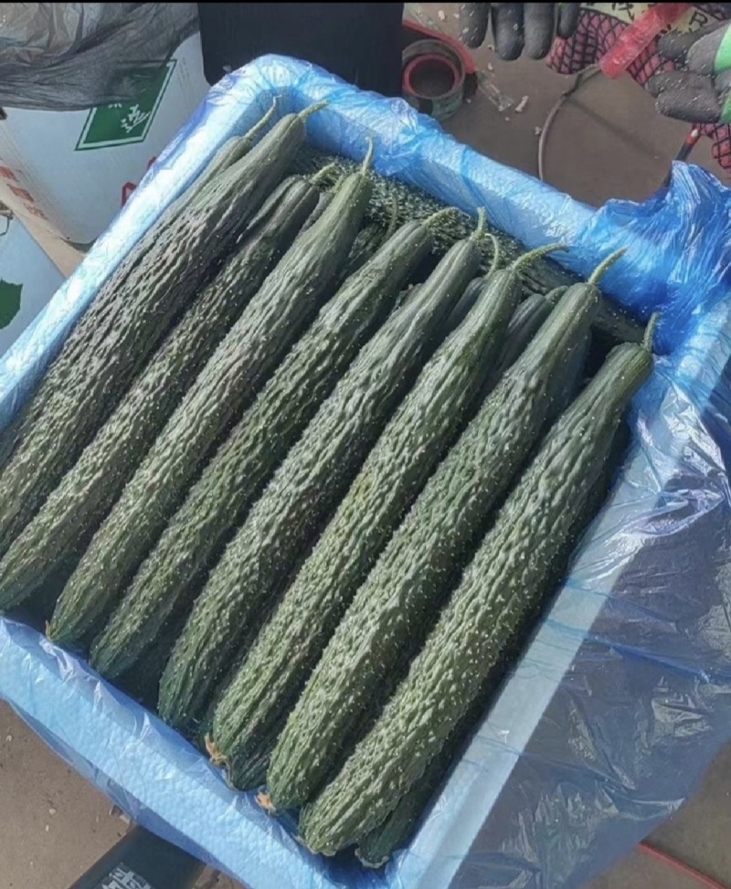 广东湛江黄瓜，产地直发供应各大市场，商超，工厂，物美价廉