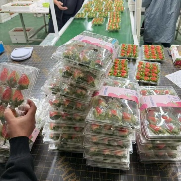香野草莓，安丘精品草莓！纯甜无酸！