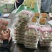 香野草莓，安丘精品草莓！纯甜无酸！