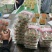 香野草莓，安丘精品草莓！纯甜无酸！