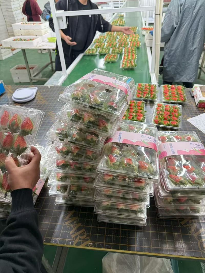 香野草莓，安丘精品草莓！纯甜无酸！