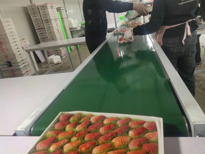 香野草莓，安丘精品草莓！纯甜无酸！