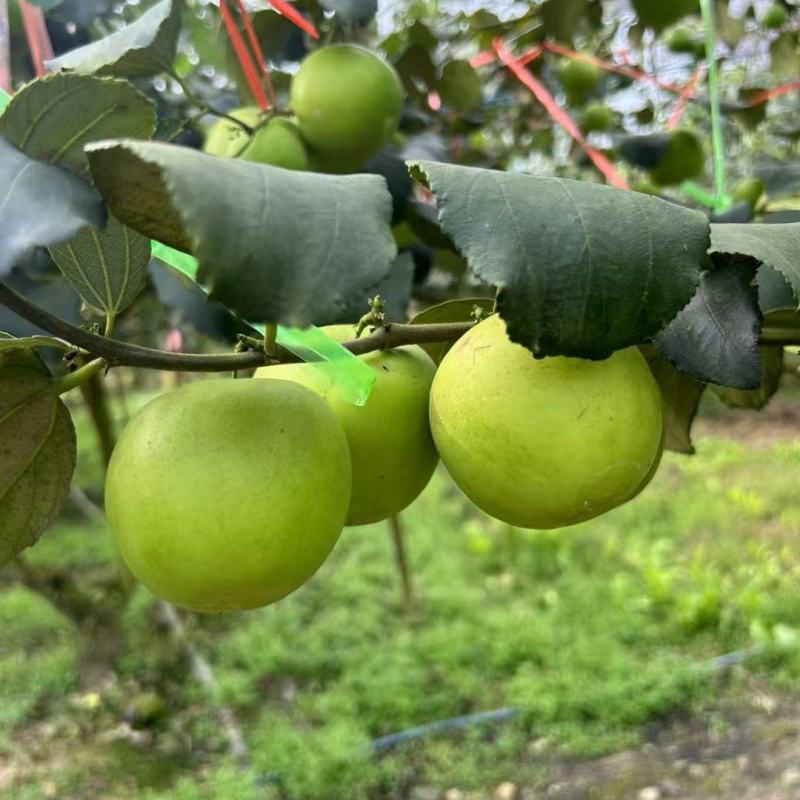 西双版纳苹果枣