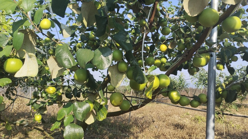 西双版纳苹果枣