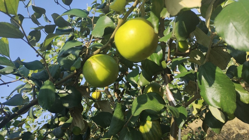 西双版纳苹果枣
