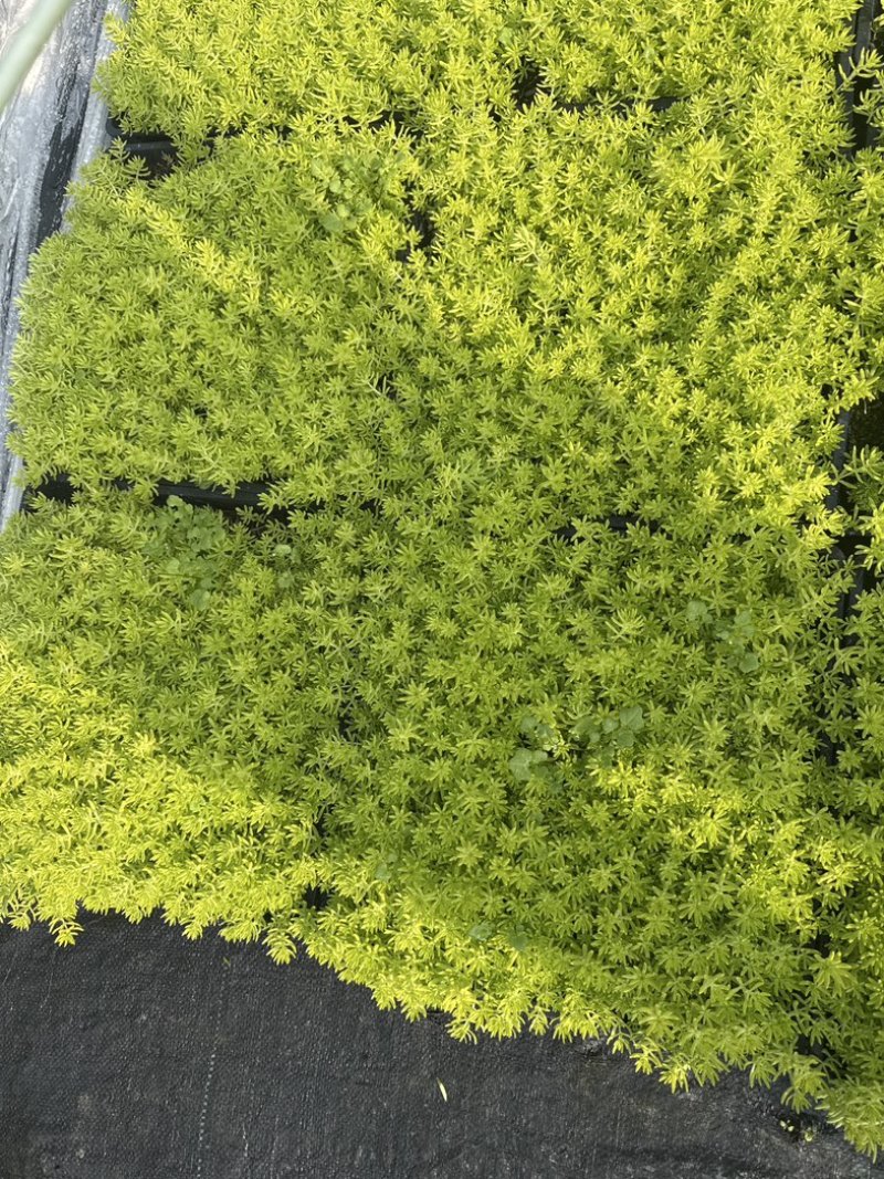 佛甲草