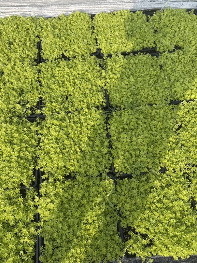 佛甲草