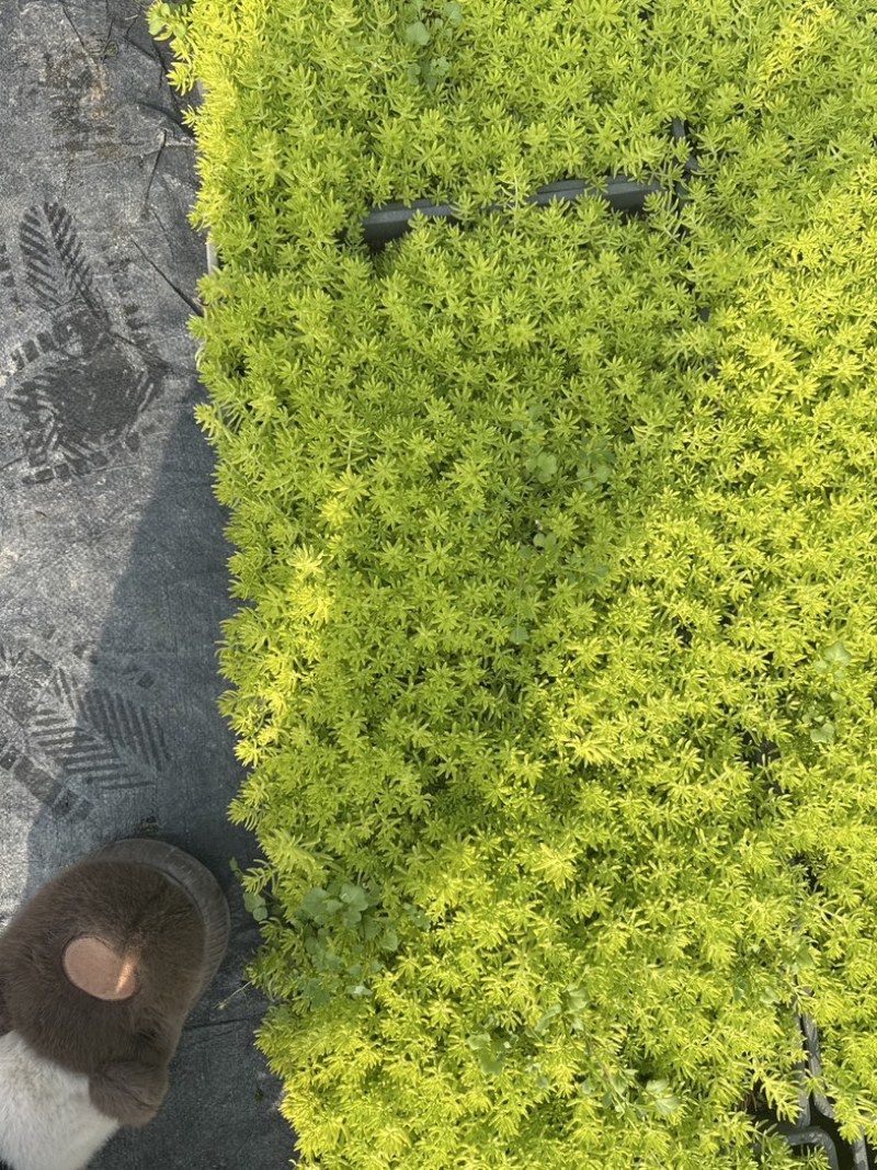 佛甲草
