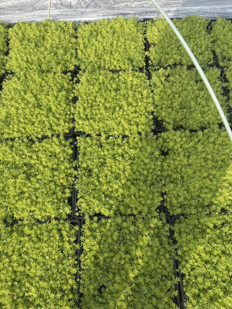 佛甲草