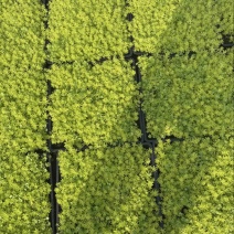 佛甲草