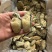 冷冻生蚝肉无冰衣20斤运费自理全国可发货，，，，，，，，