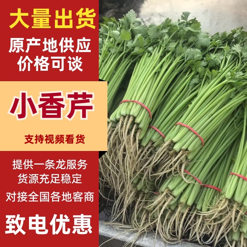 小香芹芹菜产地直销量大从优可视频看货对接全国各地可谈