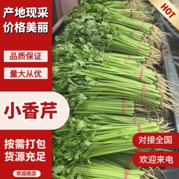 【实力推荐】小香芹芹菜产地直采价格美丽品质保障视频
