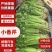 【实力推荐】小香芹芹菜产地直采价格美丽品质保障视频