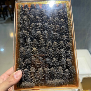 做礼盒款jd海参大连网箱辽参