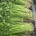 【实力推荐】小香芹芹菜产地直采价格美丽品质保障视频