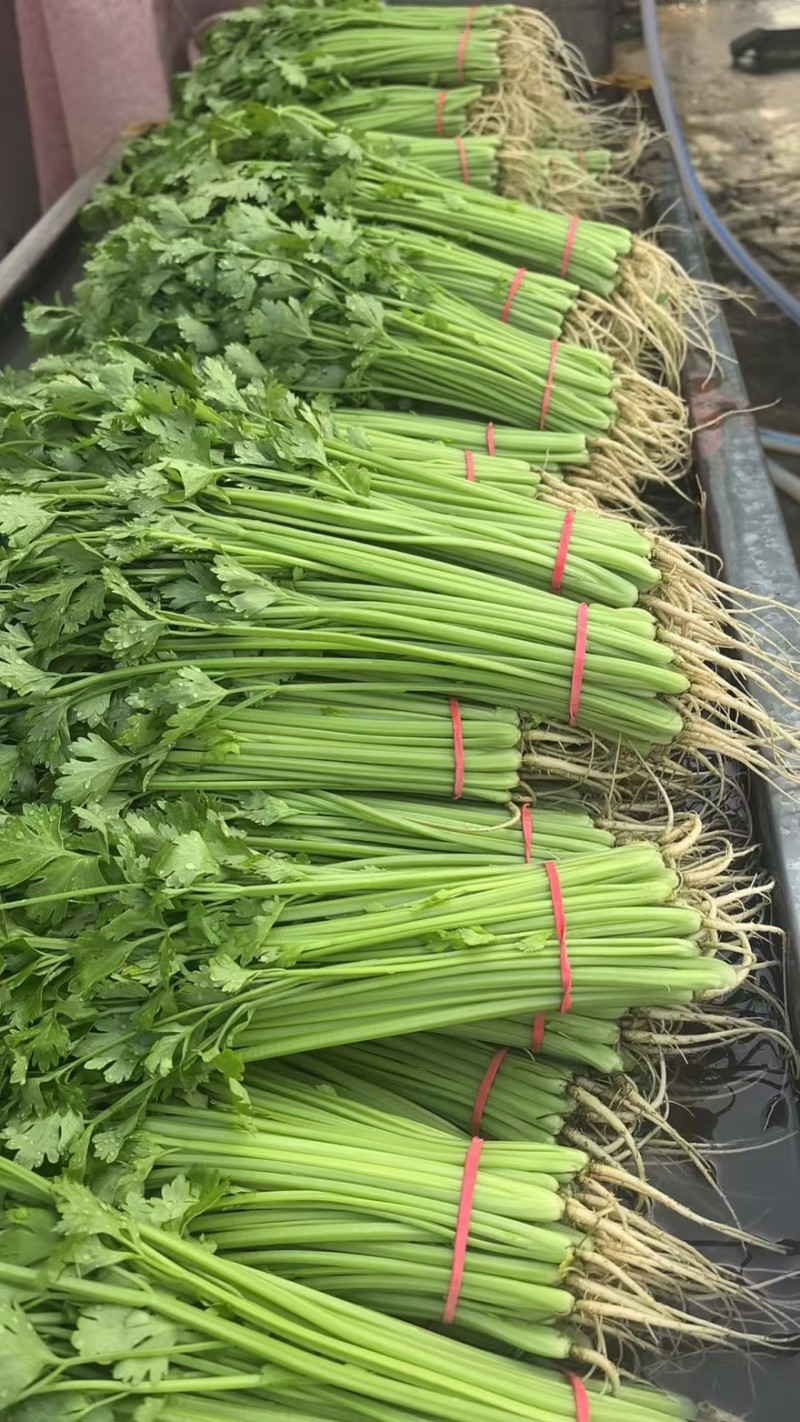 【实力推荐】小香芹芹菜产地直采价格美丽品质保障视频