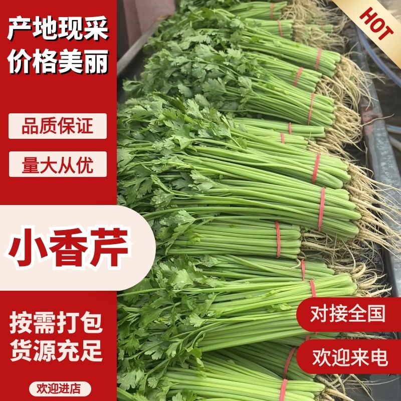 【实力推荐】小香芹芹菜产地直采价格美丽品质保障视频