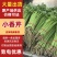 【实力推荐】小香芹芹菜产地直采价格美丽品质保障视频