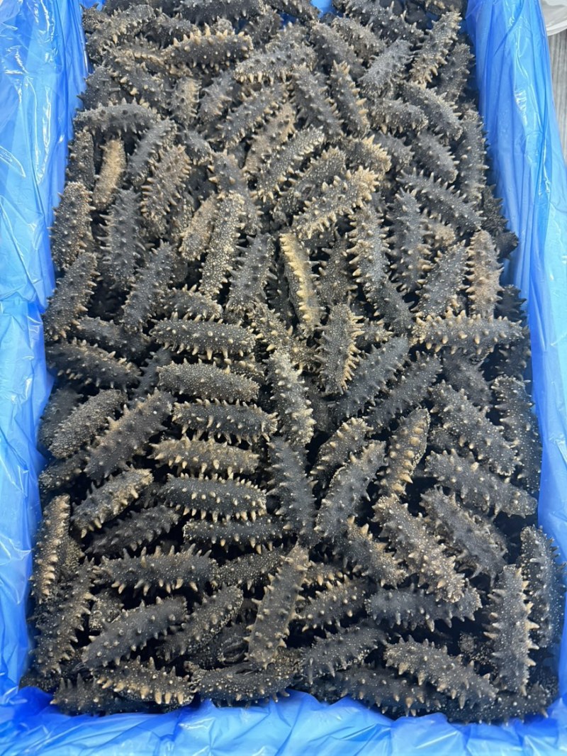 做礼盒款jd海参大连网箱辽参