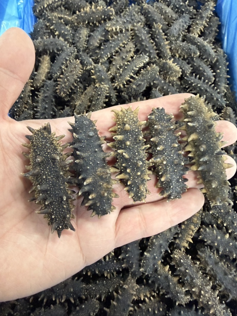 做礼盒款jd海参大连网箱辽参