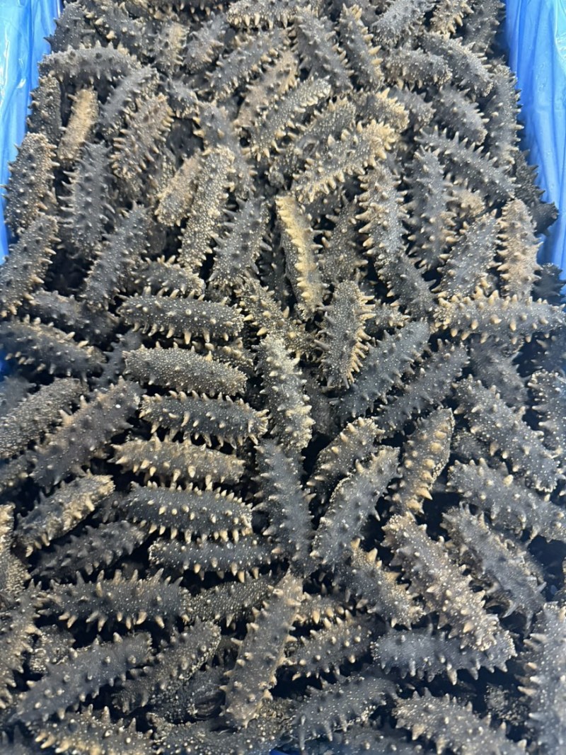 做礼盒款jd海参大连网箱辽参