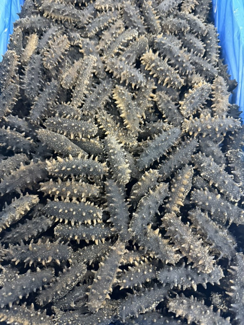 做礼盒款jd海参大连网箱辽参