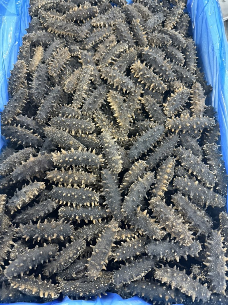 做礼盒款jd海参大连网箱辽参