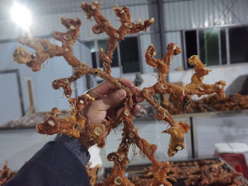 黄精干货多花姜型黄精无硫水洗足干货大货批发一手货源