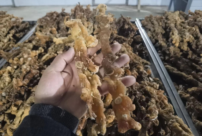 黄精干货多花姜型黄精无硫水洗足干货大货批发一手货源