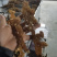 黄精干货多花姜型黄精无硫水洗足干货大货批发一手货源
