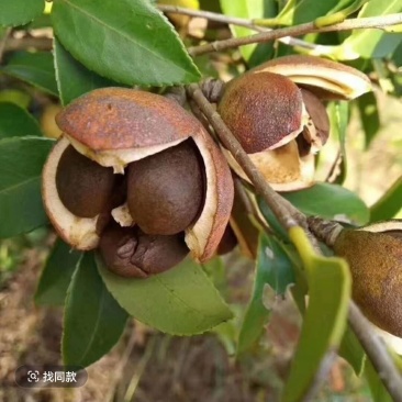 农家山茶油