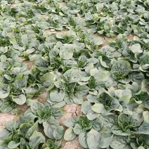 菠菜，红根趴底菠菜