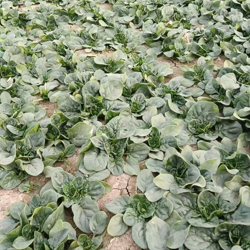 菠菜，红根趴底菠菜