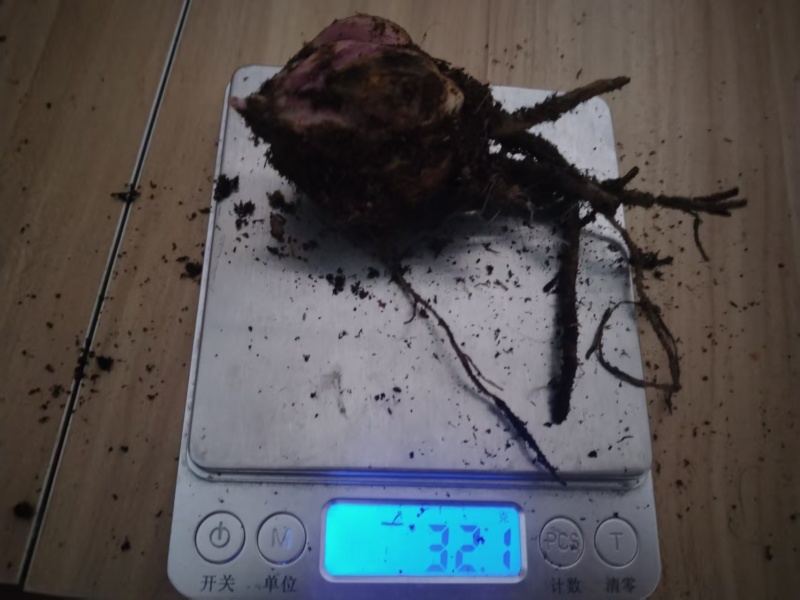 进口香水百合种球百合种球重瓣带芽大球室内室外绿植阳台