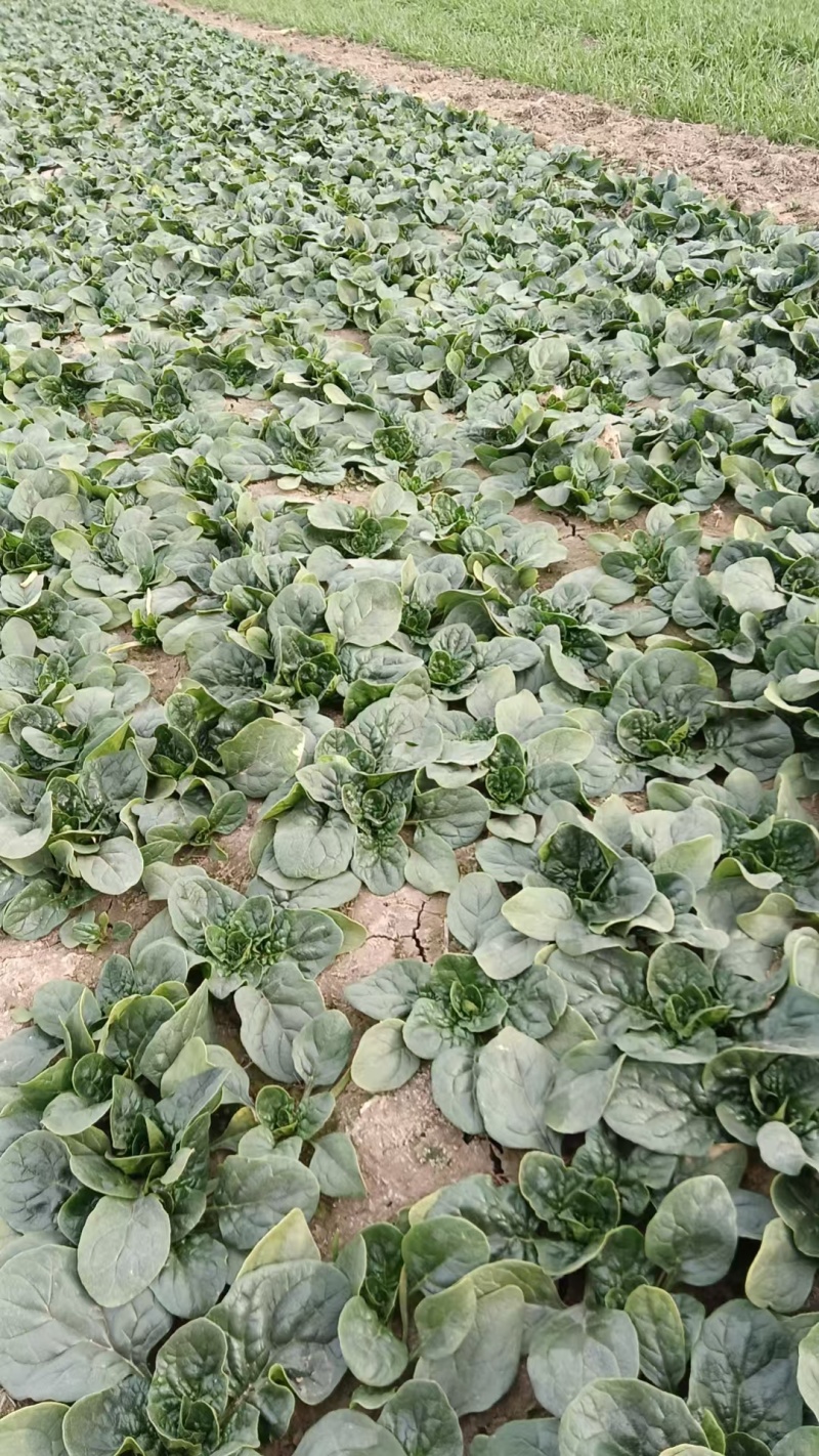 菠菜，红根趴底菠菜