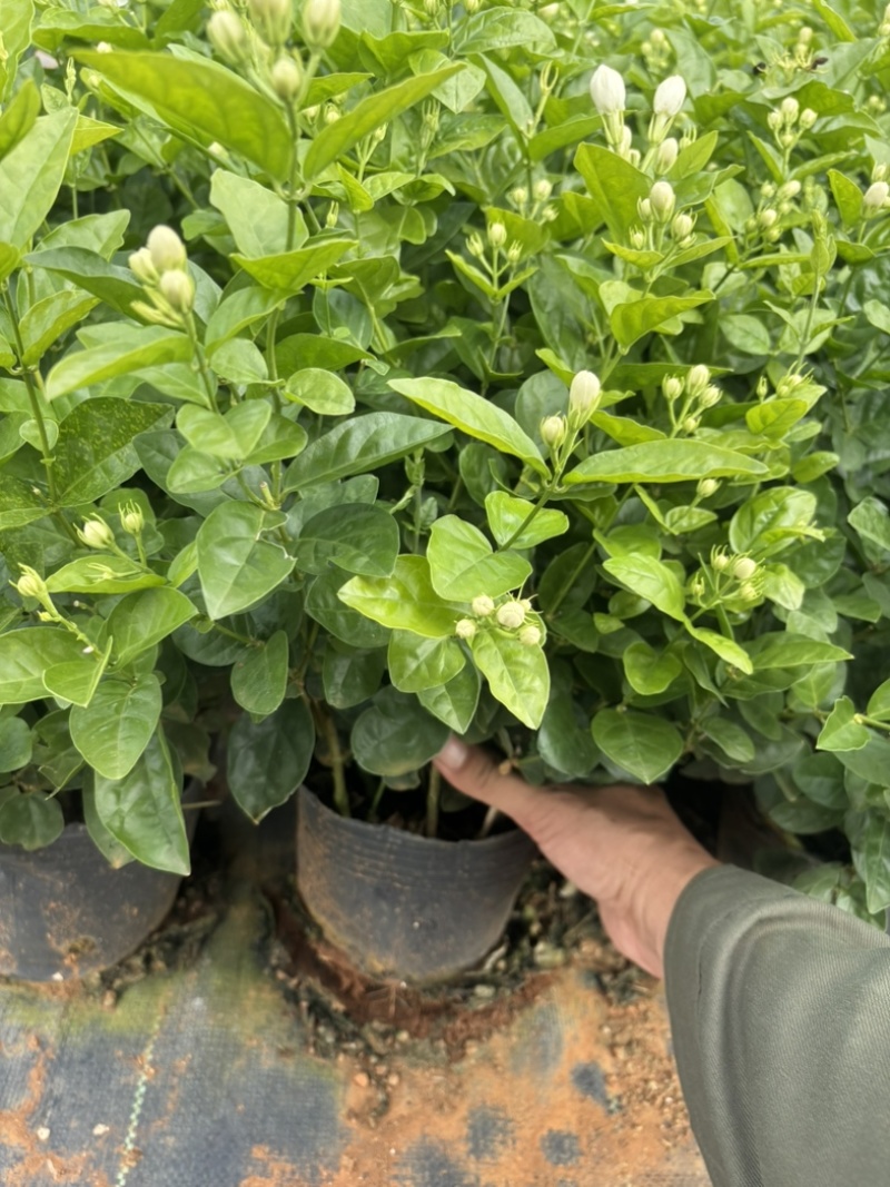 重瓣茉莉花盆栽原土原盆自家苗场种植户**