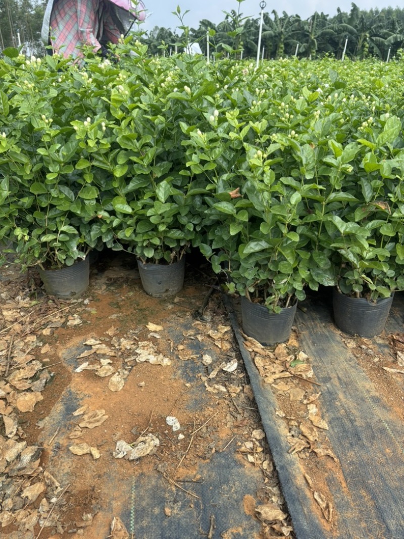 重瓣茉莉花盆栽原土原盆自家苗场种植户**