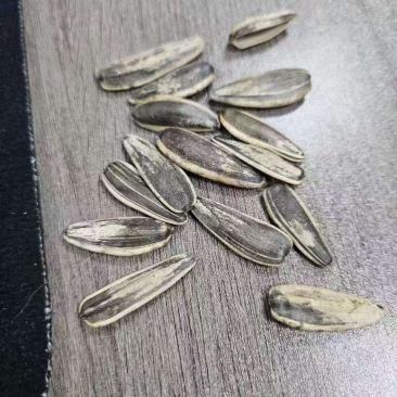 葵花籽有货