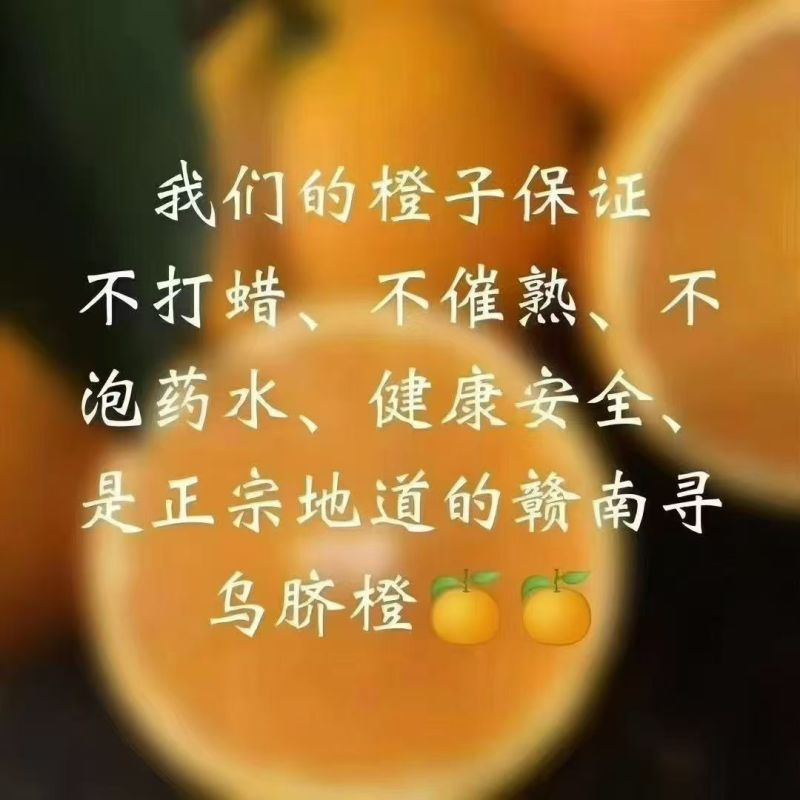 江西赣南脐橙