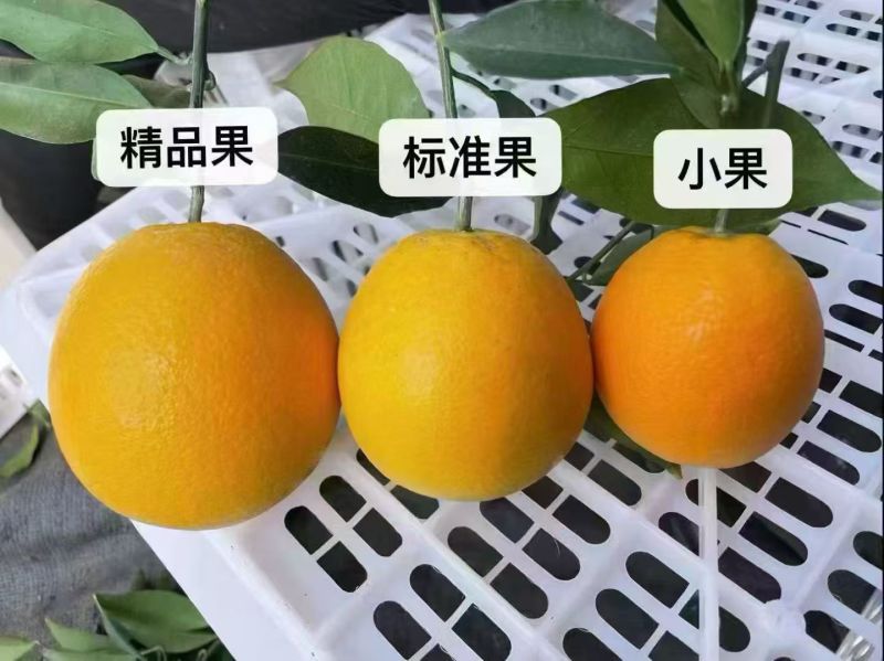 江西赣南脐橙