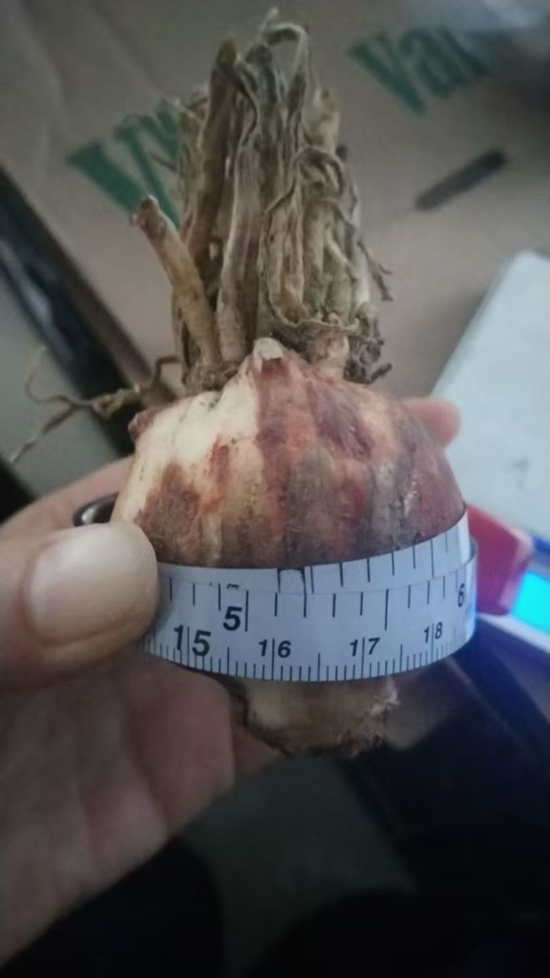 朱顶红种球荷兰进口多年生宿根花卉球根重瓣朱顶红混色种球