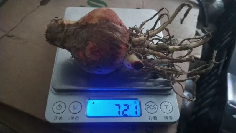 朱顶红种球荷兰进口多年生宿根花卉球根重瓣朱顶红混色种球