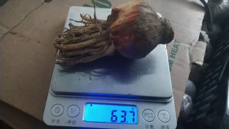 朱顶红种球荷兰进口多年生宿根花卉球根重瓣朱顶红混色种球
