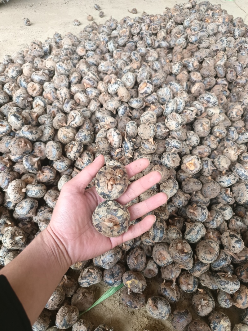 精品荔浦马蹄基地直供品质优可对接市场商超欢迎咨询来电
