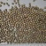 麻豌豆小麻豆冬豆2025年产新货
