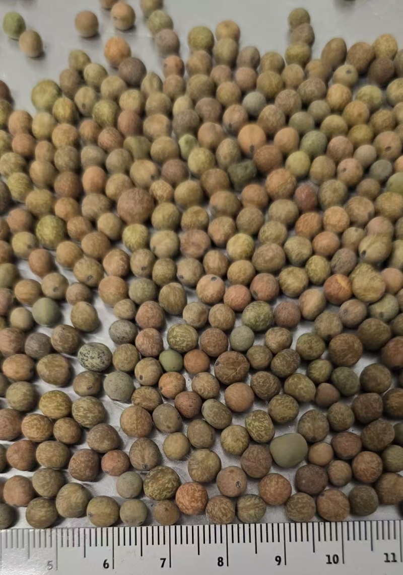 麻豌豆小麻豆冬豆2025年产新货