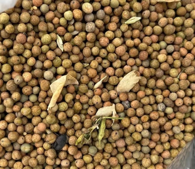 麻豌豆小麻豆冬豆2025年产新货