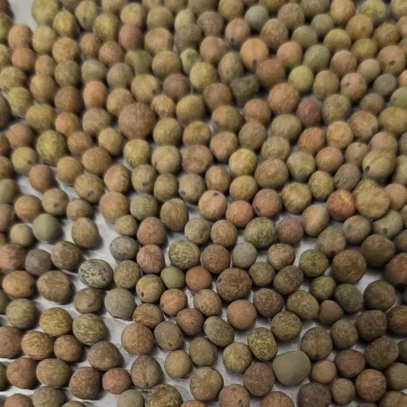 麻豌豆小麻豆冬豆2025年产新货