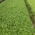 火锅菜鸡毛菜